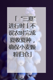 “三夏”进行时丨不误农时完成夏收夏种，确保小麦颗粒归仓