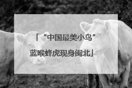 “中国最美小鸟”蓝喉蜂虎现身闽北
