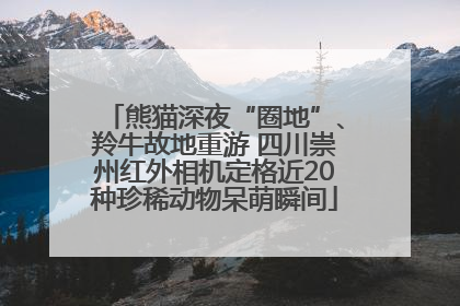 熊猫深夜“圈地”、羚牛故地重游 四川崇州红外相机定格近20种珍稀动物呆萌瞬间