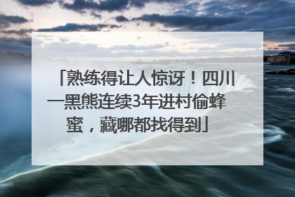 熟练得让人惊讶！四川一黑熊连续3年进村偷蜂蜜，藏哪都找得到