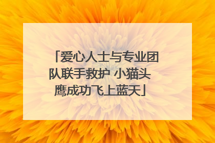 爱心人士与专业团队联手救护 小猫头鹰成功飞上蓝天