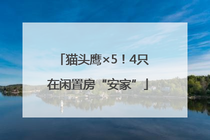猫头鹰×5！4只在闲置房“安家”