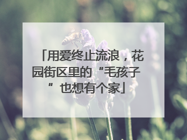 用爱终止流浪，花园街区里的“毛孩子”也想有个家