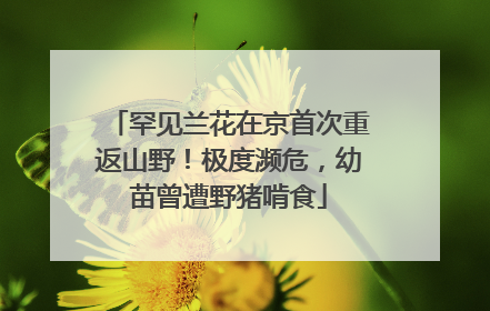 罕见兰花在京首次重返山野!极度濒危,幼苗曾遭野猪啃食