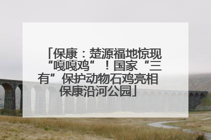 保康：楚源福地惊现“嘎嘎鸡”！国家“三有”保护动物石鸡亮相保康沿河公园