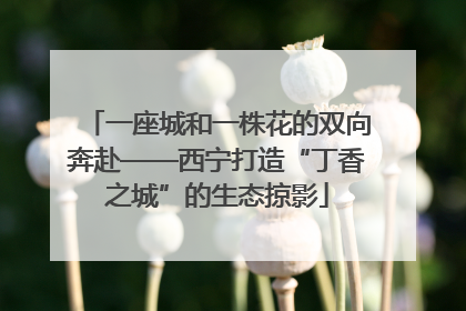 一座城和一株花的双向奔赴——西宁打造“丁香之城”的生态掠影