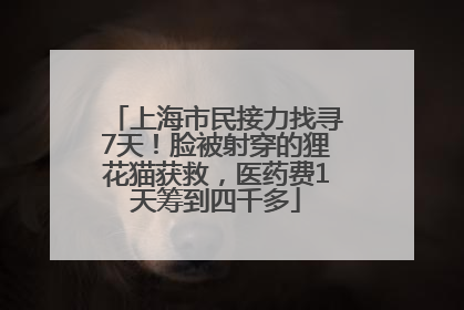 上海市民接力找寻7天！脸被射穿的狸花猫获救，医药费1天筹到四千多