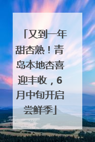 又到一年甜杏熟！青岛本地杏喜迎丰收，6月中旬开启尝鲜季