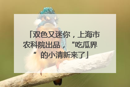 双色又迷你，上海市农科院出品，“吃瓜界”的小清新来了