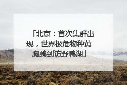 北京：首次集群出现，世界极危物种黄胸鹀到访野鸭湖