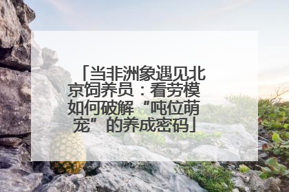 当非洲象遇见北京饲养员：看劳模如何破解“吨位萌宠”的养成密码