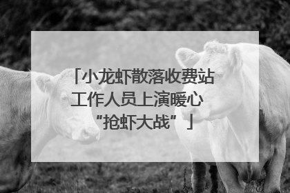 小龙虾散落收费站 工作人员上演暖心“抢虾大战”