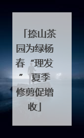 捺山茶园为绿杨春“理发” 夏季修剪促增收