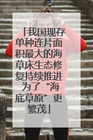 我国现存单种连片面积最大的海草床生态修复持续推进 为了“海底草原”更繁茂