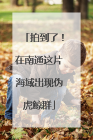 拍到了！在南通这片海域出现伪虎鲸群