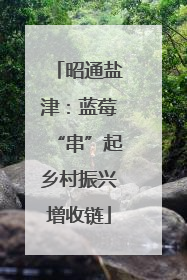 昭通盐津：蓝莓“串”起乡村振兴增收链