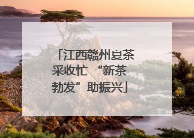 江西赣州夏茶采收忙 “新茶勃发”助振兴