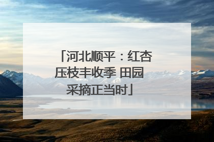 河北顺平：红杏压枝丰收季 田园采摘正当时