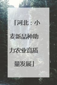 河北：小麦新品种助力农业高质量发展