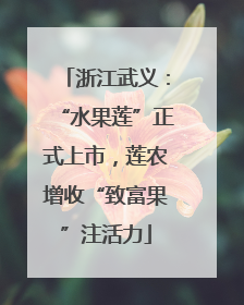 浙江武义：“水果莲”正式上市，莲农增收“致富果”注活力