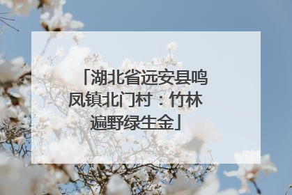 湖北省远安县鸣凤镇北门村：竹林遍野绿生金