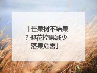 芒果树不结果？抑花控果减少落果危害