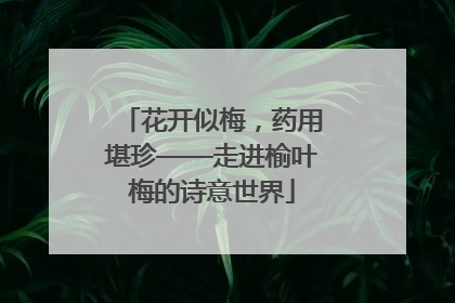 花开似梅，药用堪珍——走进榆叶梅的诗意世界