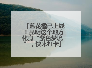 蓝花楹已上线！昆明这个地方化身“紫色梦境”，快来打卡