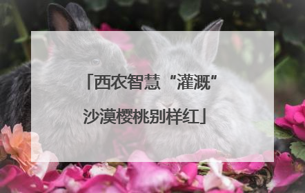 西农智慧“灌溉” 沙漠樱桃别样红