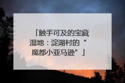 触手可及的宝藏湿地：淀湖村的“魔都小亚马逊”